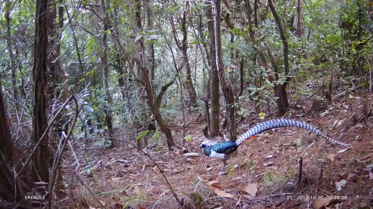 滇池金线鲃已形成稳定种群！滇池流域首次生物多样性调查成果发布（春城晚报-开屏新闻记者 杨质高 实习生 毛丽丹通讯员 张卓亚 杜凡 韩奔 摄影）