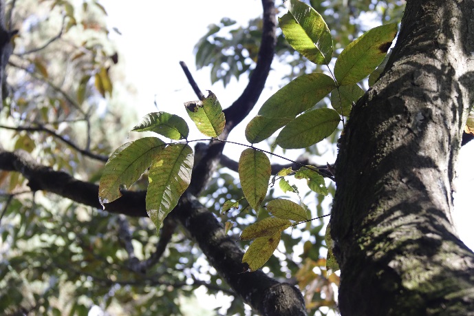 滇池金线鲃已形成稳定种群！滇池流域首次生物多样性调查成果发布（春城晚报-开屏新闻记者 杨质高 实习生 毛丽丹通讯员 张卓亚 杜凡 韩奔 摄影）