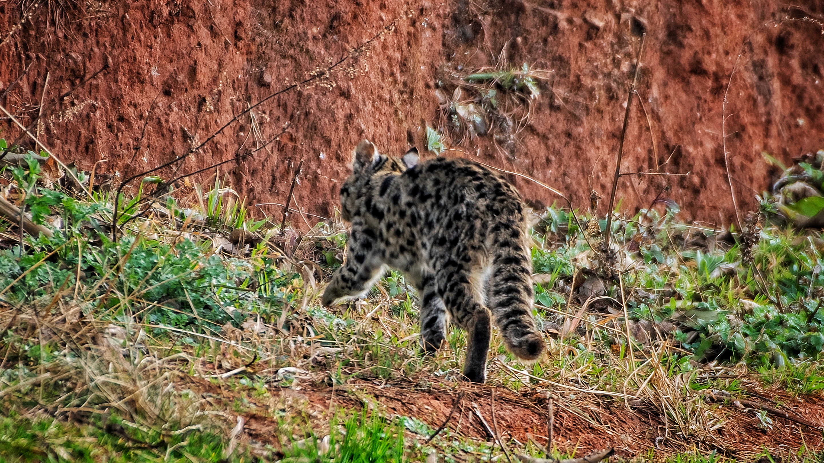 滇池金线鲃已形成稳定种群！滇池流域首次生物多样性调查成果发布（春城晚报-开屏新闻记者 杨质高 实习生 毛丽丹通讯员 张卓亚 杜凡 韩奔 摄影）