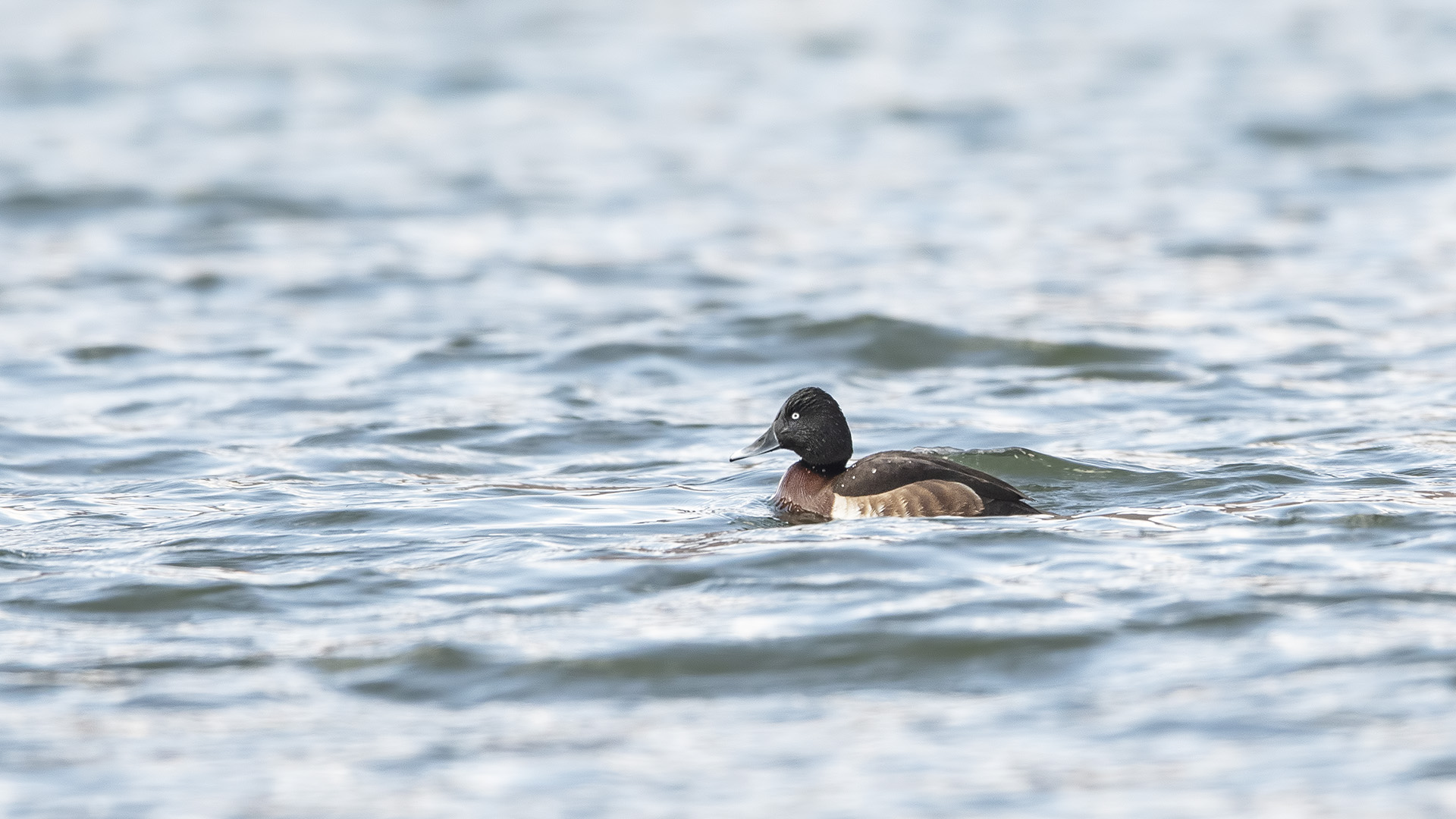 滇池金线鲃已形成稳定种群！滇池流域首次生物多样性调查成果发布（春城晚报-开屏新闻记者 杨质高 实习生 毛丽丹通讯员 张卓亚 杜凡 韩奔 摄影）