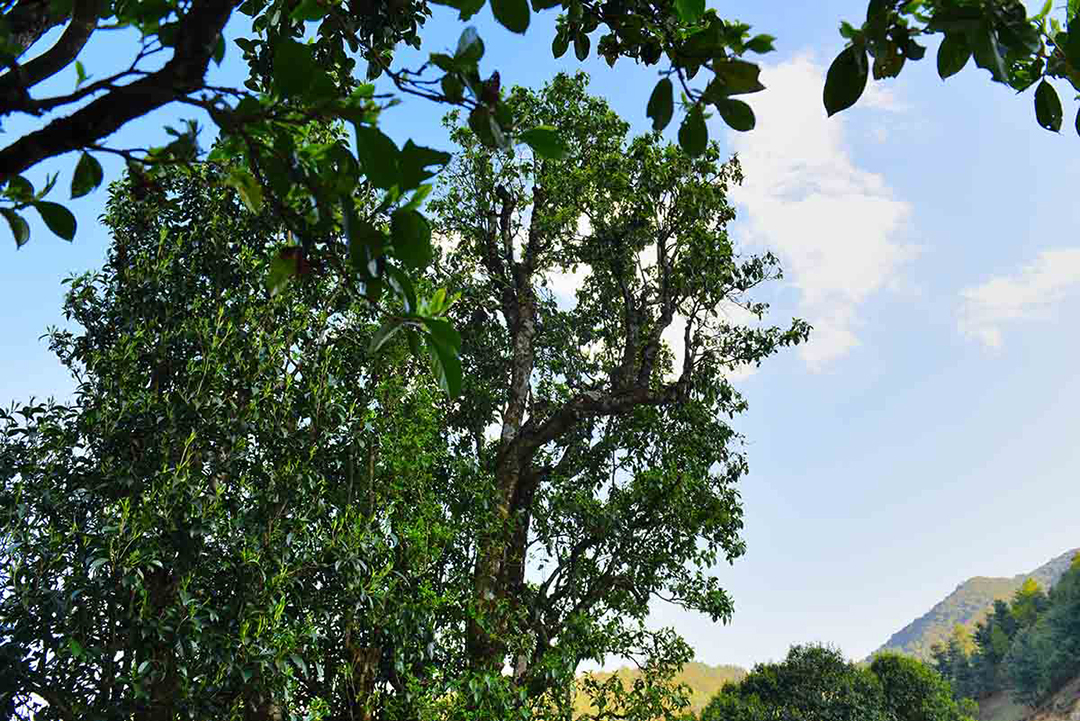 昌宁：保护人与自然和谐的“天堂”（昌宁县林草局供图）