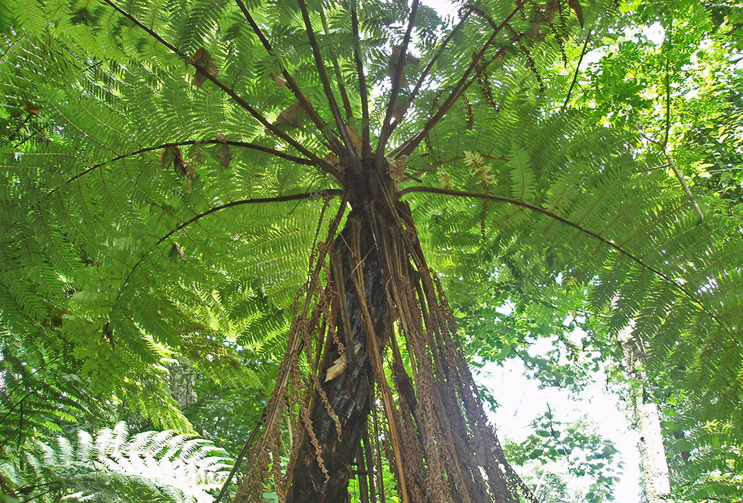 昌宁：保护人与自然和谐的“天堂”（昌宁县林草局供图）