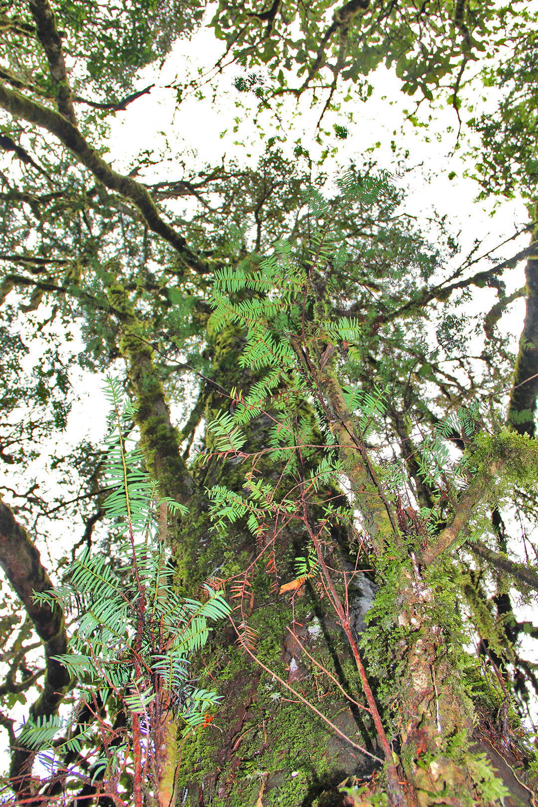 昌宁：保护人与自然和谐的“天堂”（昌宁县林草局供图）