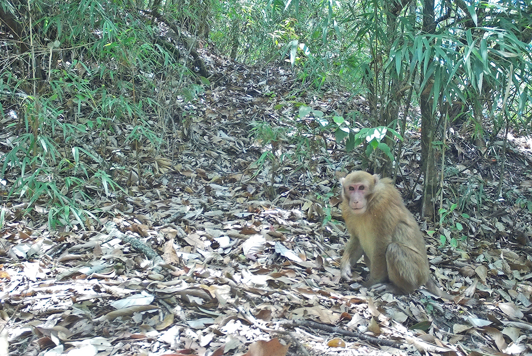 昌宁：保护人与自然和谐的“天堂”（昌宁县林草局供图）