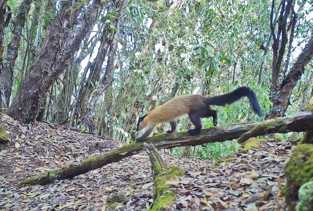 昌宁：保护人与自然和谐的“天堂”（昌宁县林草局供图）
