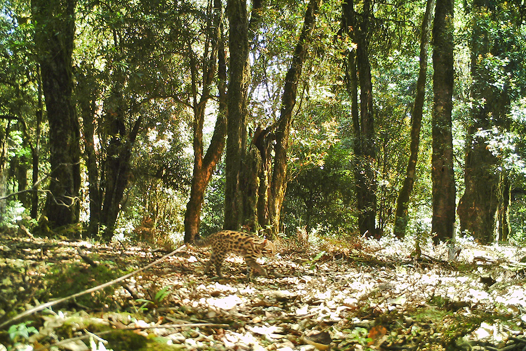 昌宁：保护人与自然和谐的“天堂”（昌宁县林草局供图）