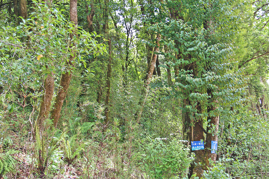 昌宁：保护人与自然和谐的“天堂”（昌宁县林草局供图）