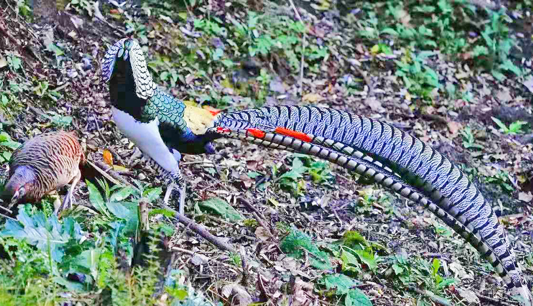 昌宁：保护人与自然和谐的“天堂”（昌宁县林草局供图）