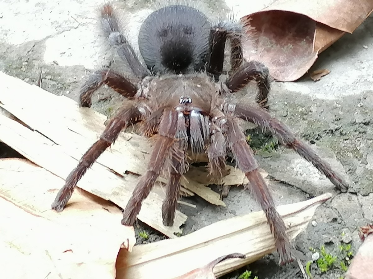 云南临沧南滚河国家级自然保护区发现的狒蛛科蜘蛛“捕鸟蛛”确定为新种 (1).jpeg