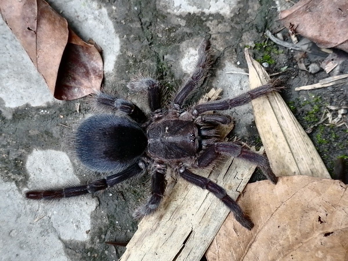 云南临沧南滚河国家级自然保护区发现的狒蛛科蜘蛛“捕鸟蛛”确定为新种 (2).jpeg