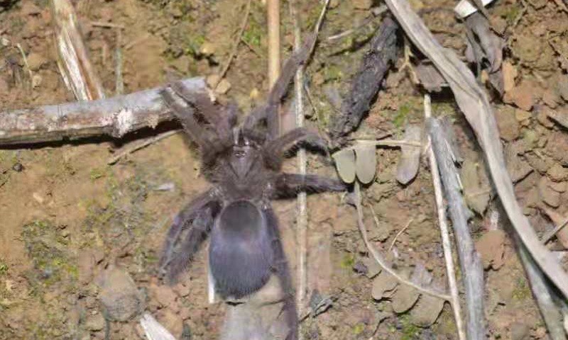云南临沧南滚河国家级自然保护区发现的狒蛛科蜘蛛“捕鸟蛛”确定为新种.jpeg