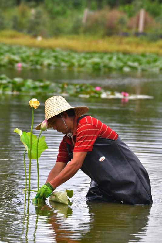 鸟语花香！曲靖城边有个水乡成候鸟天堂（蒋琼波 通讯员 胡吉林 摄影报道）