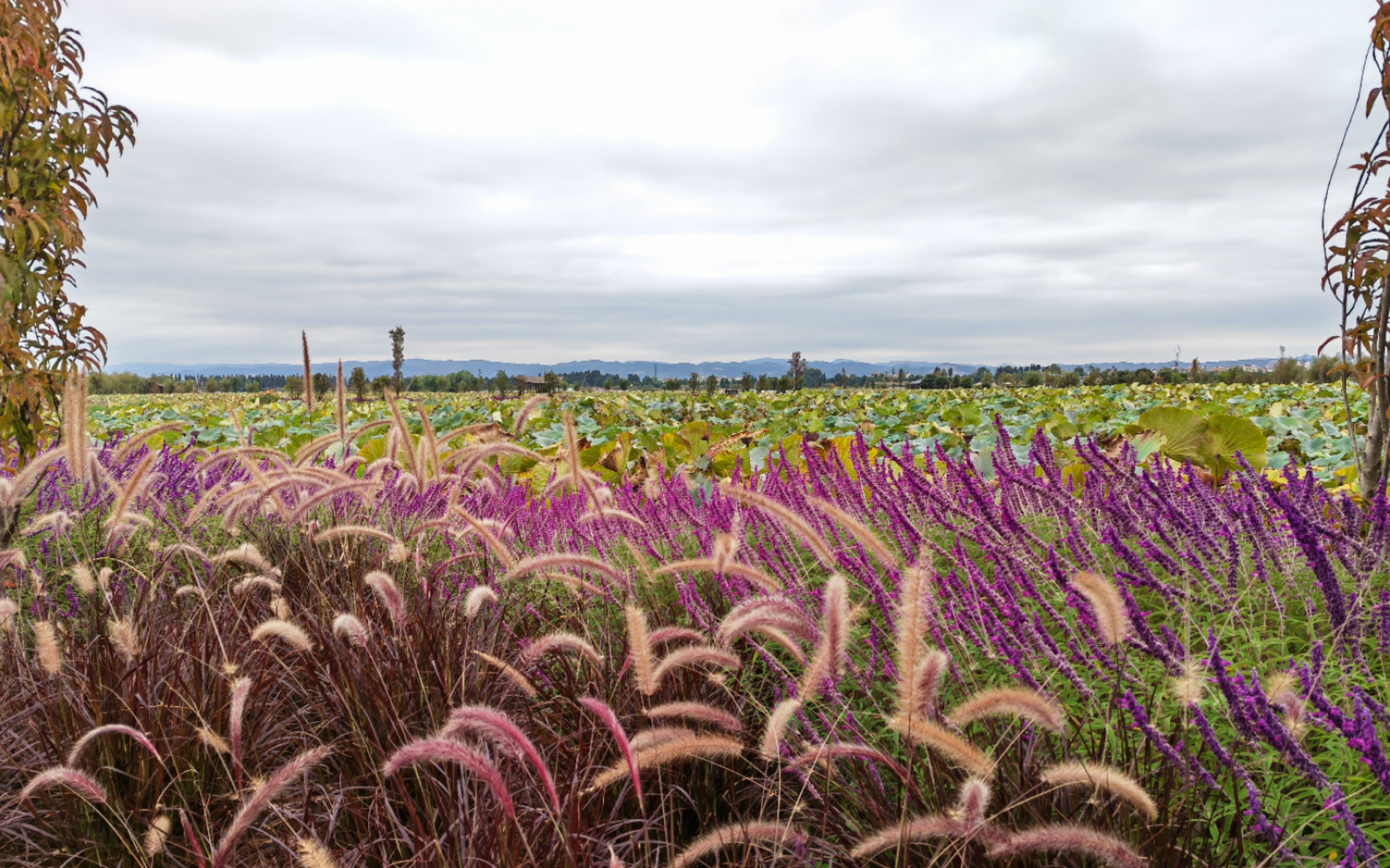 鸟语花香！曲靖城边有个水乡成候鸟天堂（蒋琼波 通讯员 胡吉林 摄影报道）