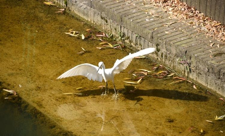 鸟语花香！曲靖城边有个水乡成候鸟天堂（蒋琼波 通讯员 胡吉林 摄影报道）