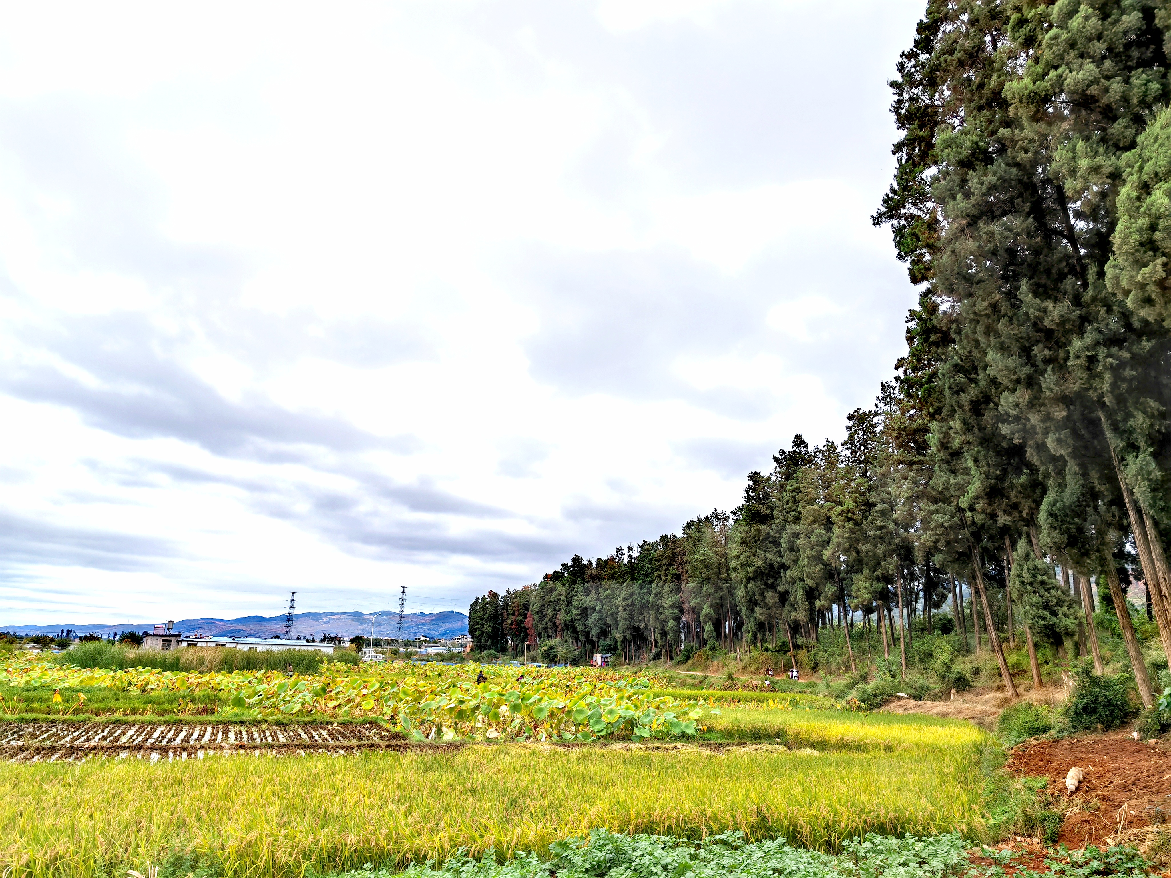 鸟语花香！曲靖城边有个水乡成候鸟天堂（蒋琼波 通讯员 胡吉林 摄影报道）
