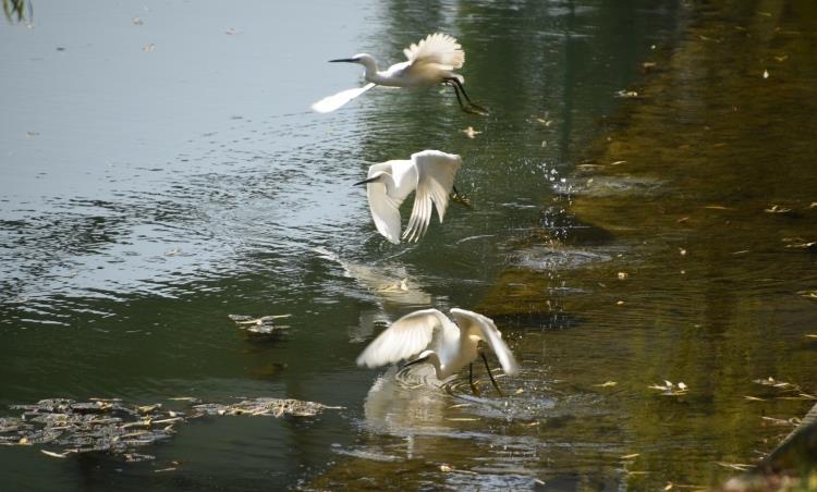 鸟语花香！曲靖城边有个水乡成候鸟天堂（蒋琼波 通讯员 胡吉林 摄影报道）