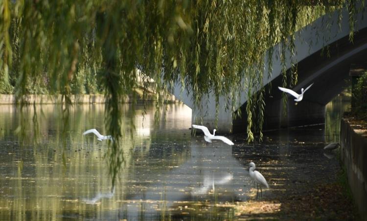 鸟语花香！曲靖城边有个水乡成候鸟天堂（蒋琼波 通讯员 胡吉林 摄影报道）