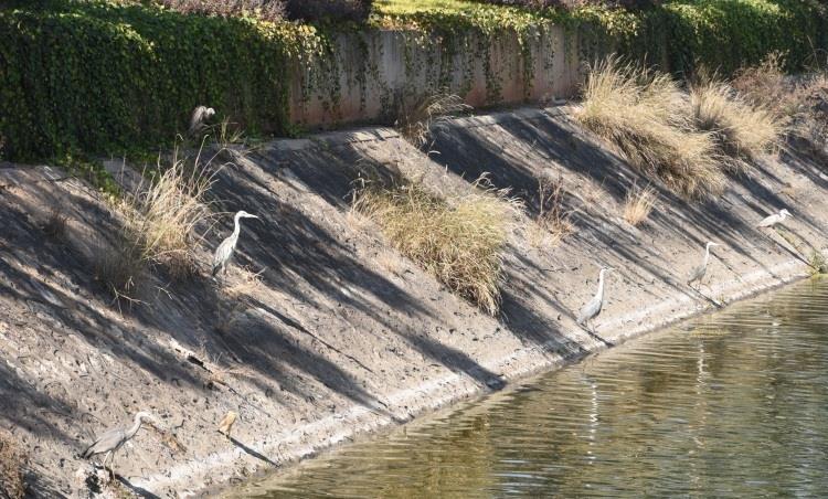 鸟语花香！曲靖城边有个水乡成候鸟天堂（蒋琼波 通讯员 胡吉林 摄影报道）