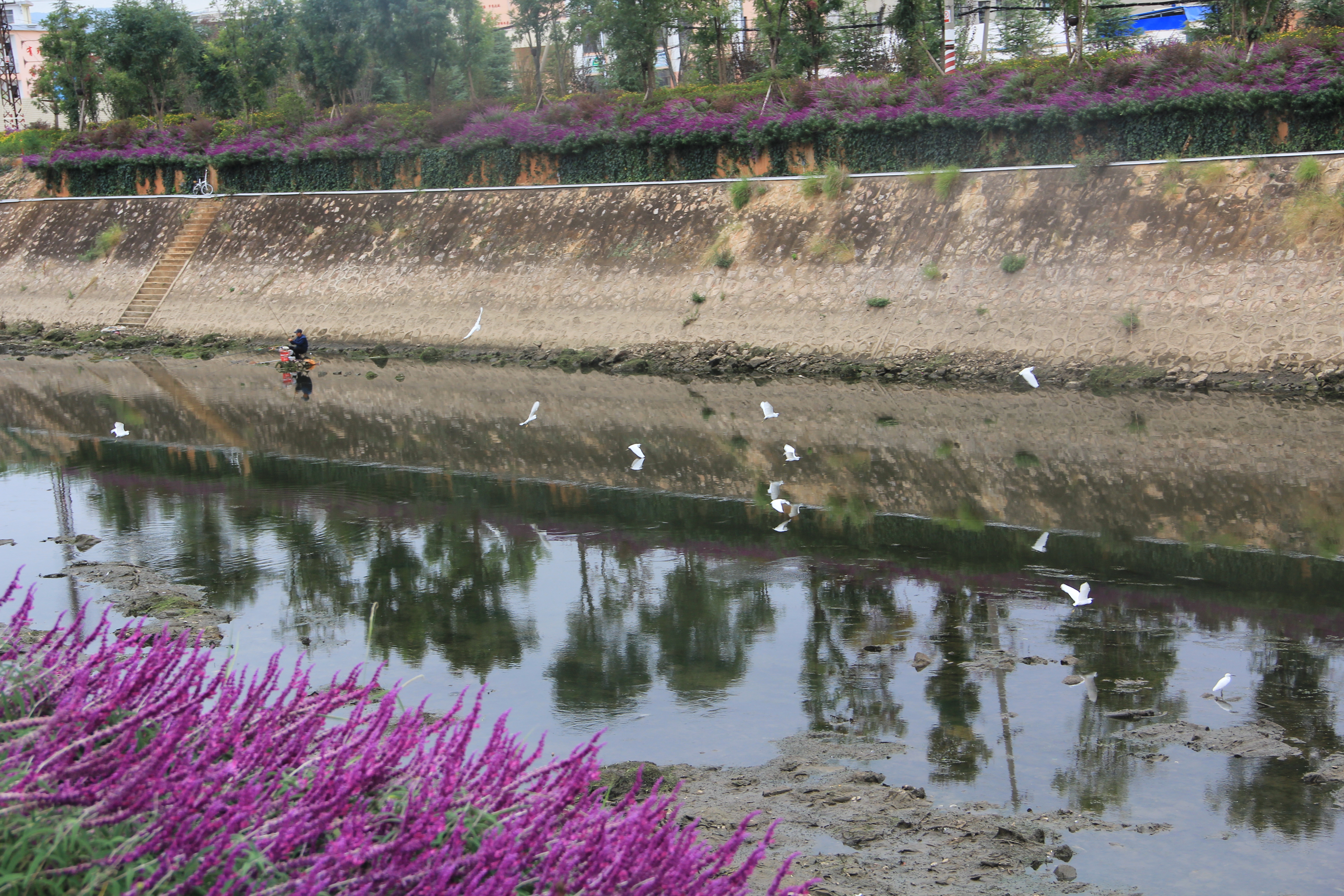 鸟语花香！曲靖城边有个水乡成候鸟天堂（蒋琼波 通讯员 胡吉林 摄影报道）