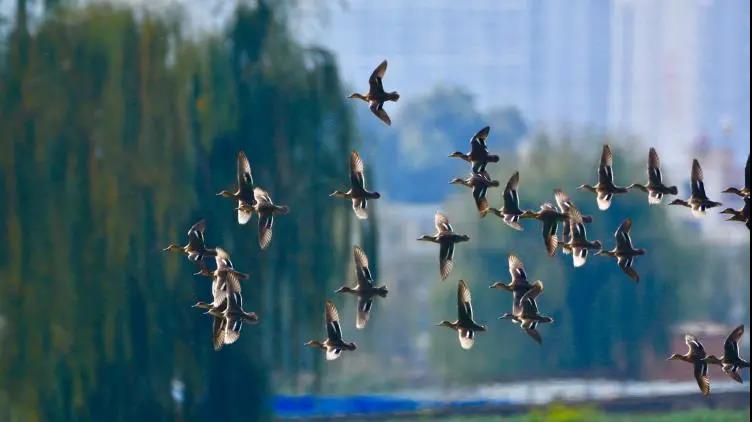 鸟语花香！曲靖城边有个水乡成候鸟天堂（蒋琼波 通讯员 胡吉林 摄影报道）