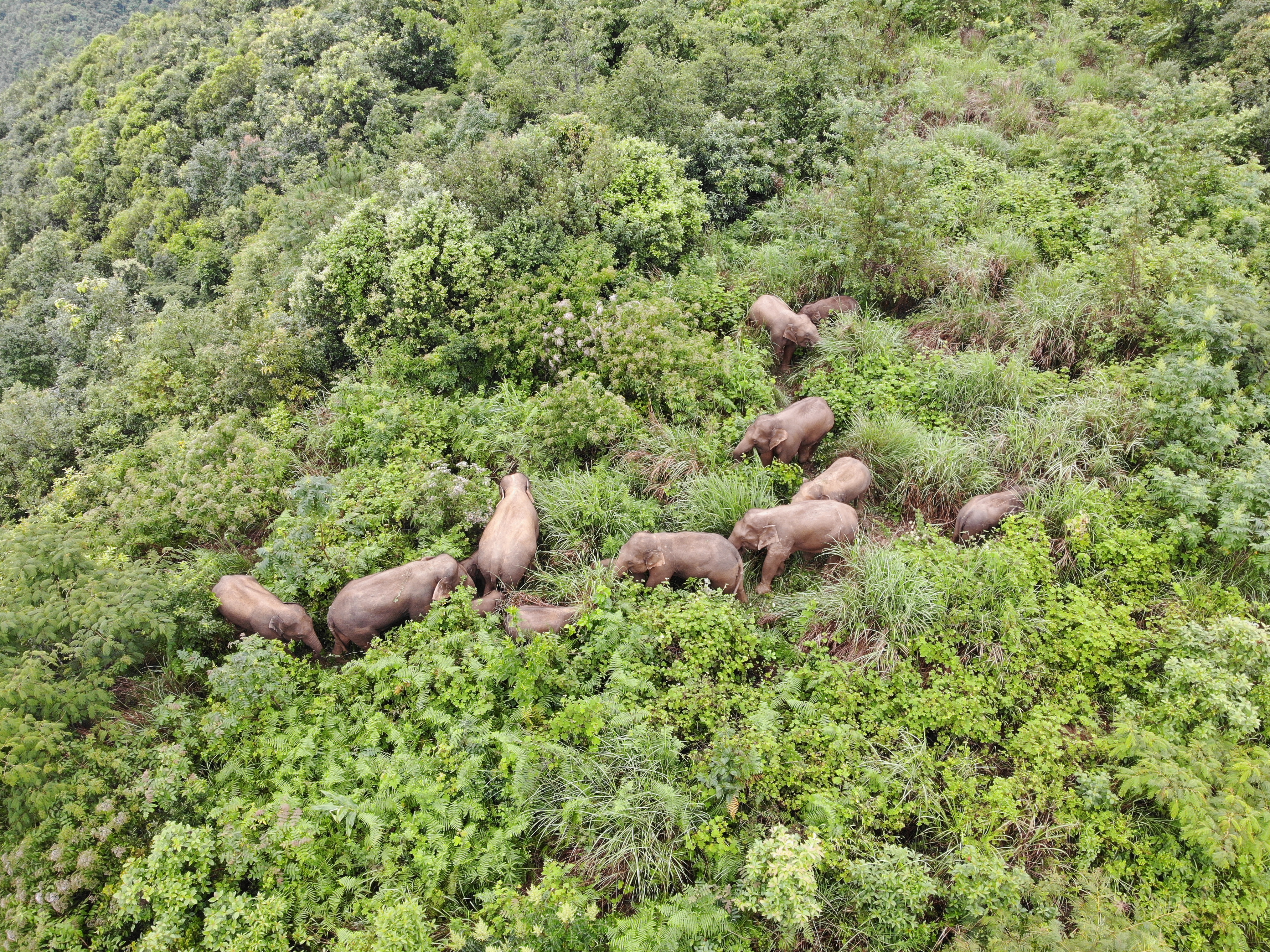 亚洲象（供图）