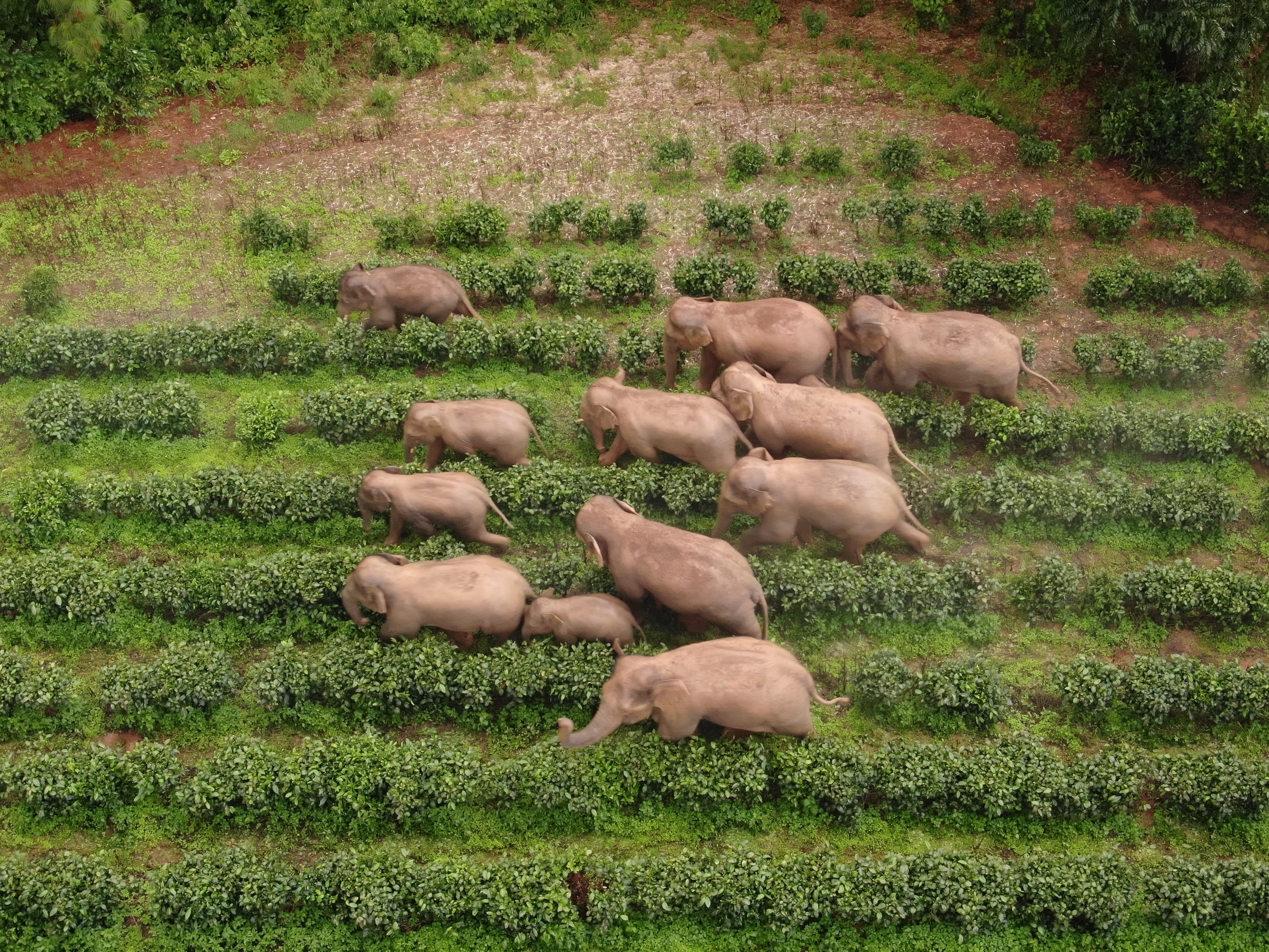亚洲象（供图）