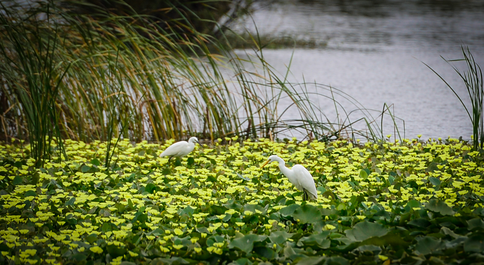 宝丰湿地  龙宇丹 摄