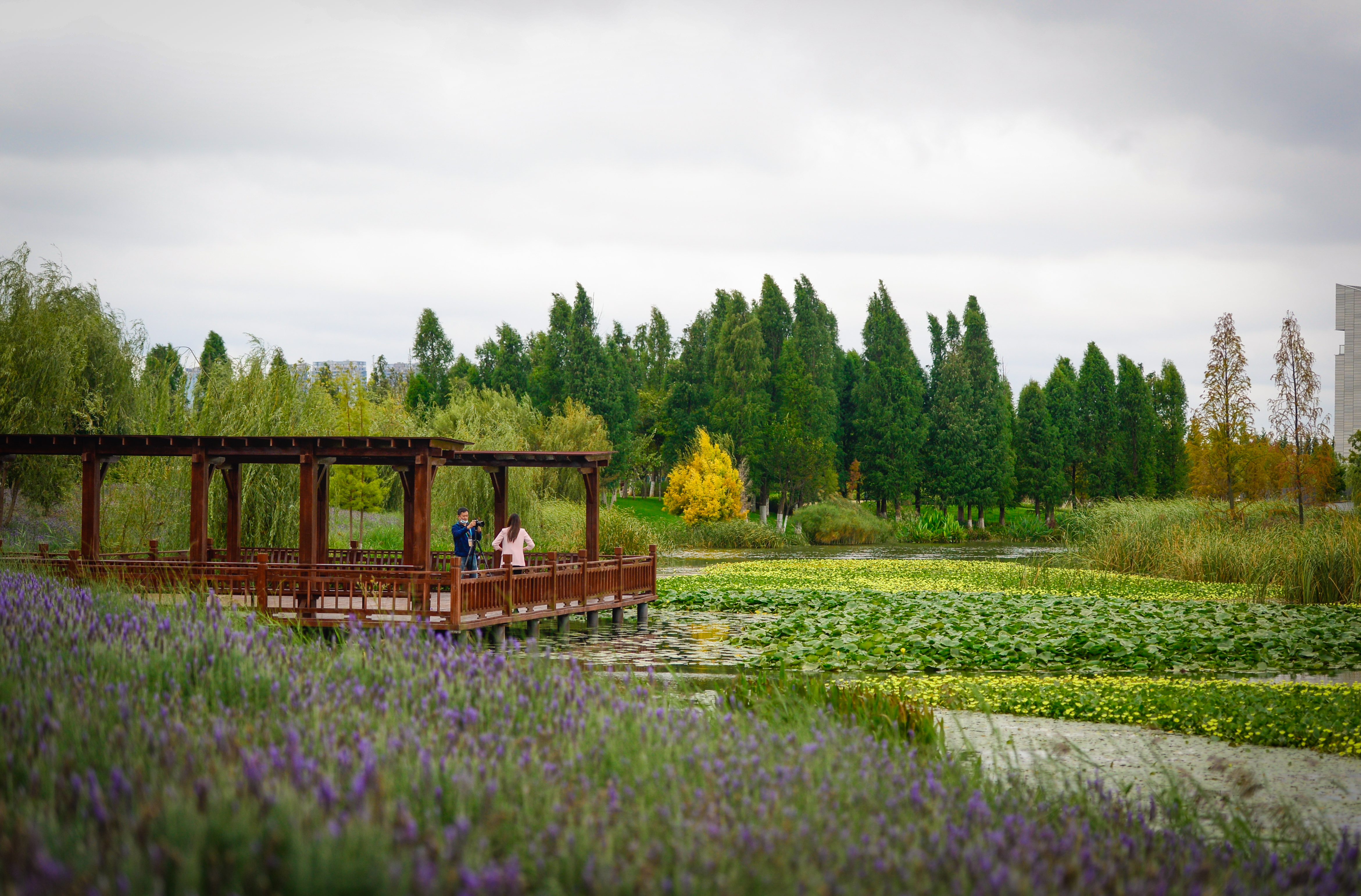 宝丰湿地  龙宇丹 摄