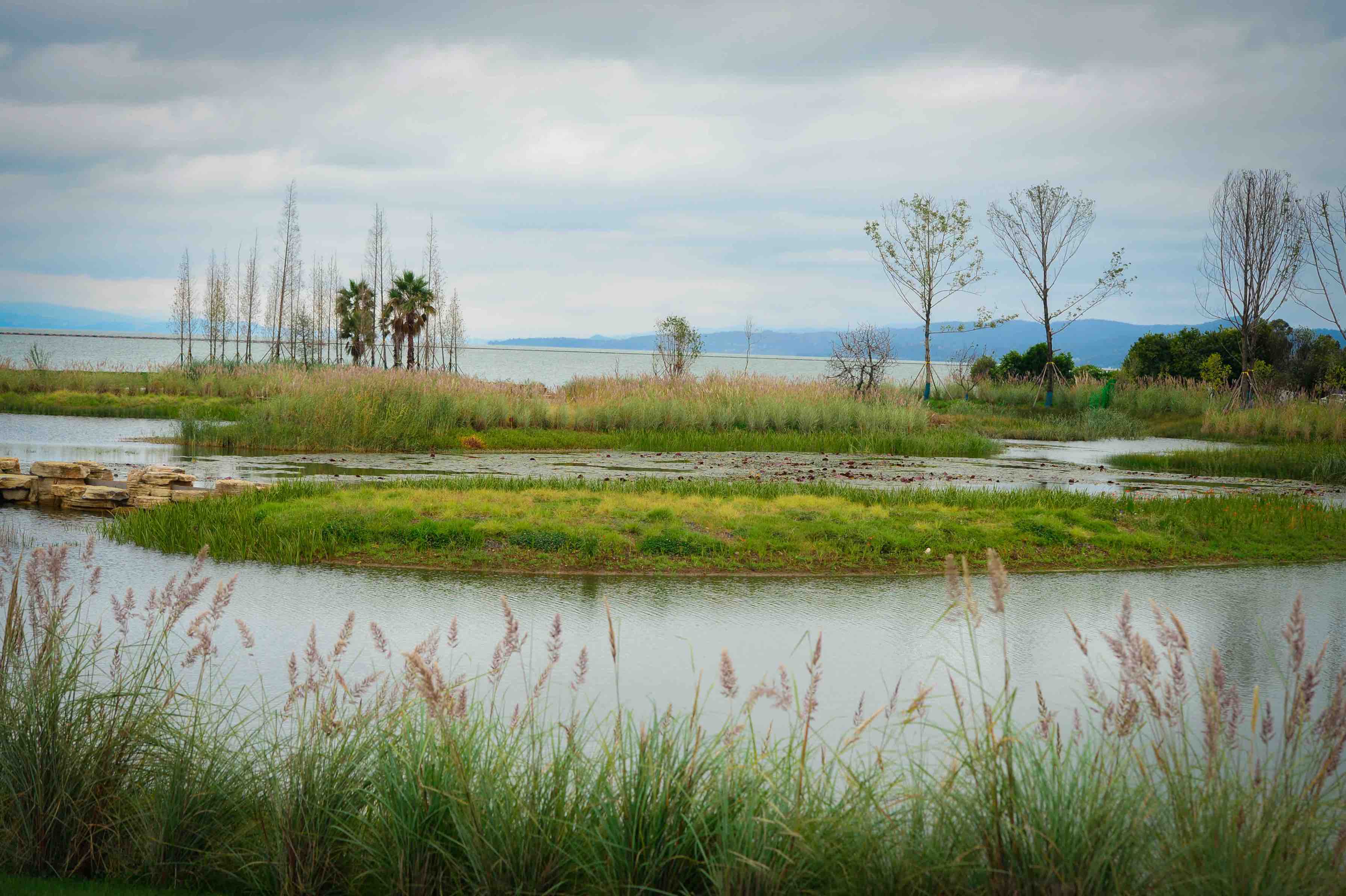 宝丰湿地  龙宇丹 摄