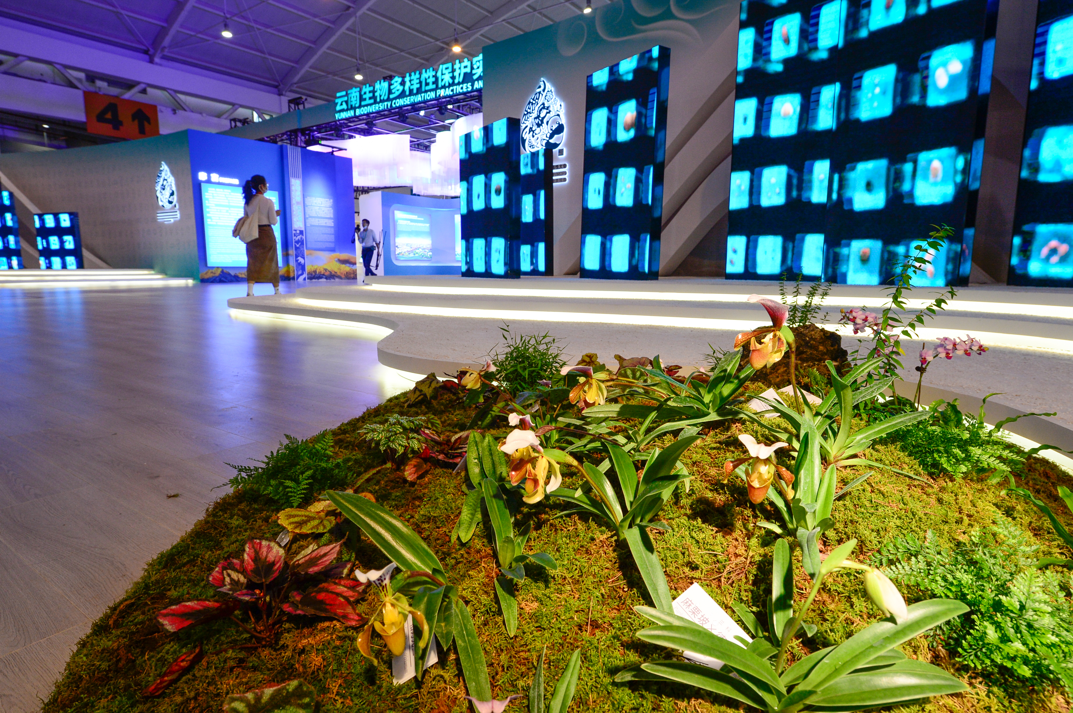 探秘COP15大会唯一的线下展（龙宇丹 摄）