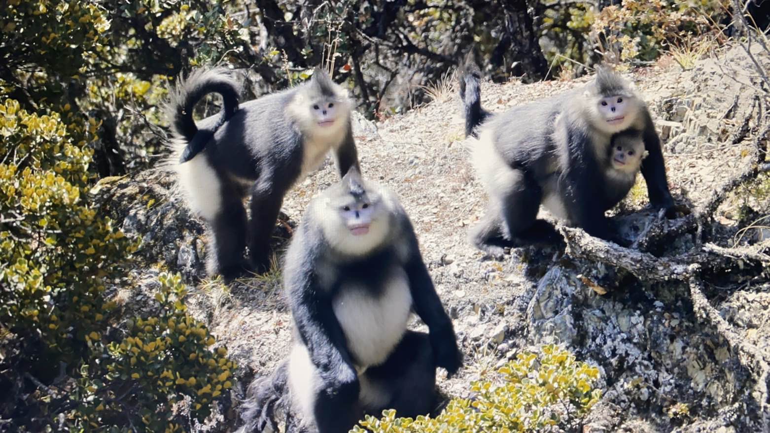 COP15生态文明论坛：蚂蚁集团宣布设立“灵长类动物保护专项基金”（黄兴能 通讯员 肖林 摄）