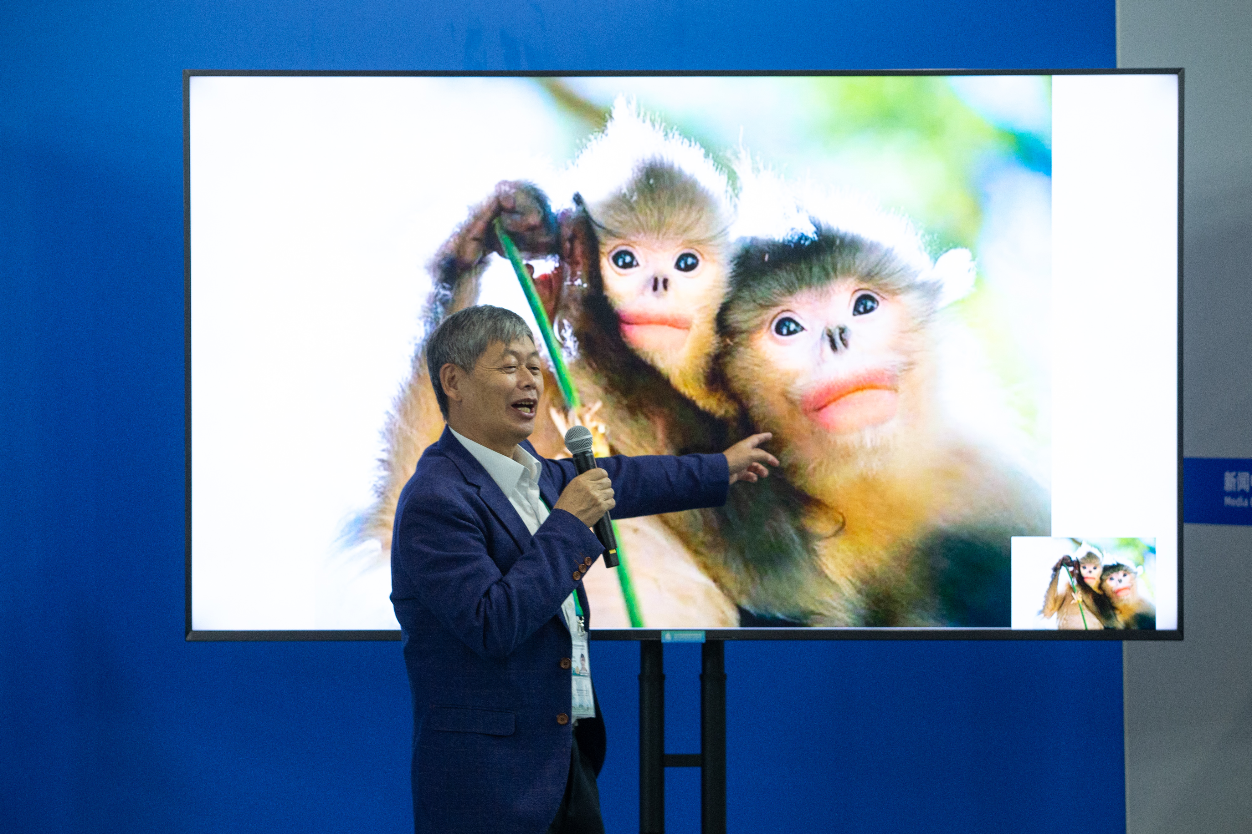 滇金丝猴 高伟摄