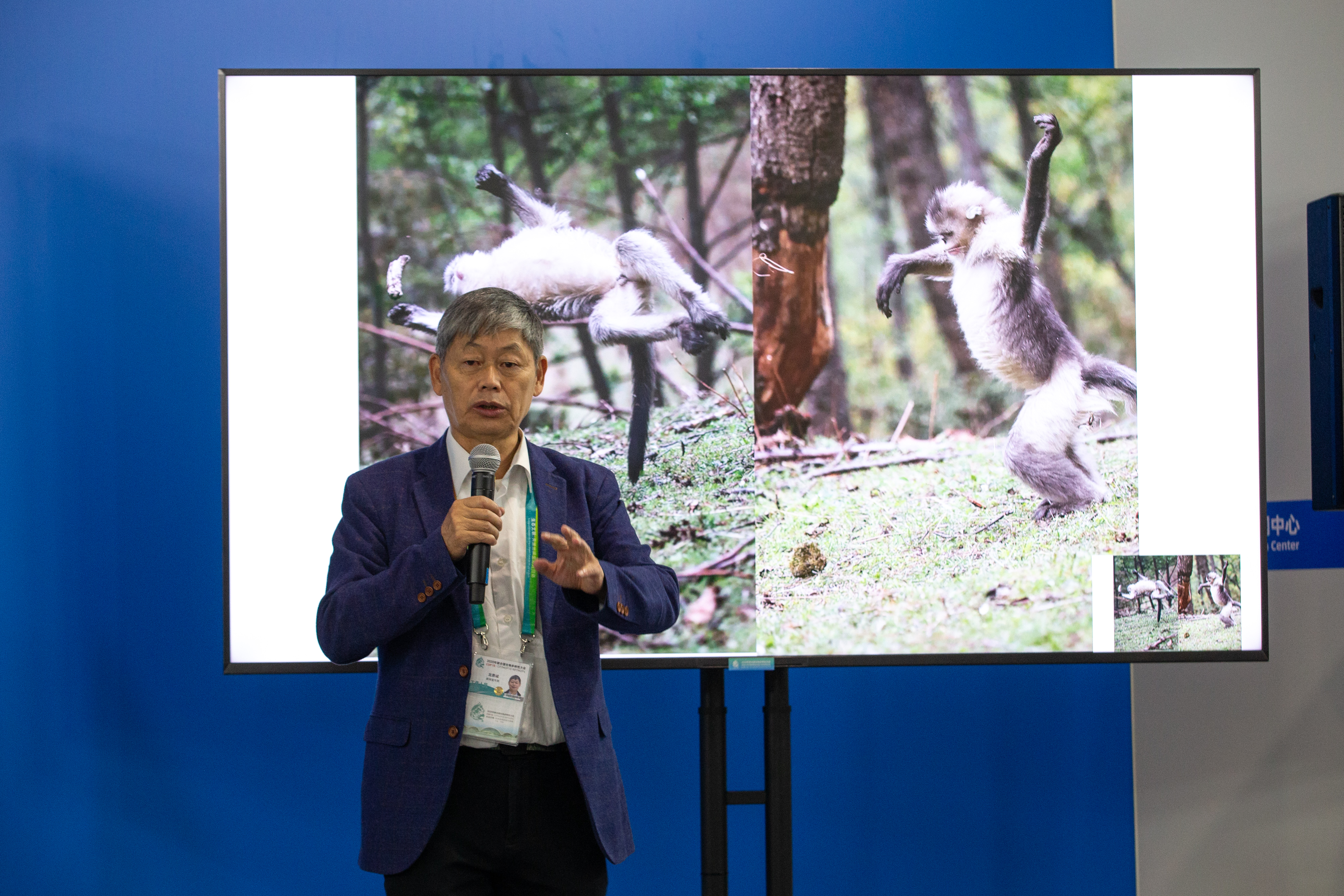 滇金丝猴 高伟摄