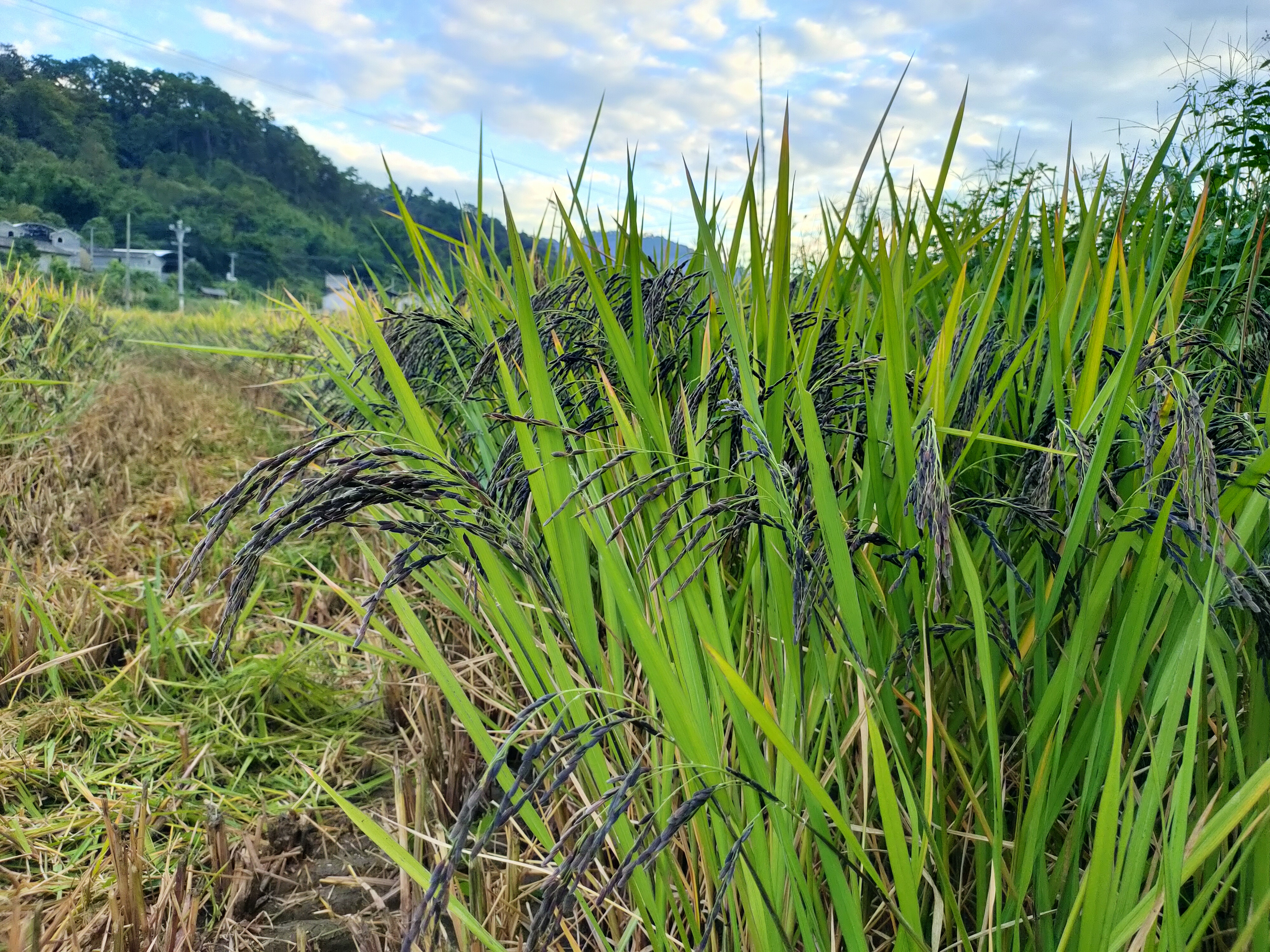 【民族团结进步看德宏】帮盖村：美丽傣乡绽放民族团结进步之花