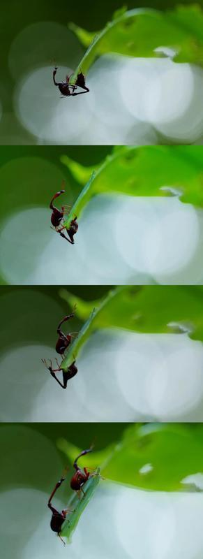 云师大老师在德宏首次拍摄到长颈象鼻虫（供图）