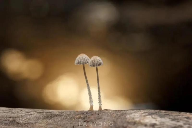 云师大老师在德宏首次拍摄到长颈象鼻虫（供图）