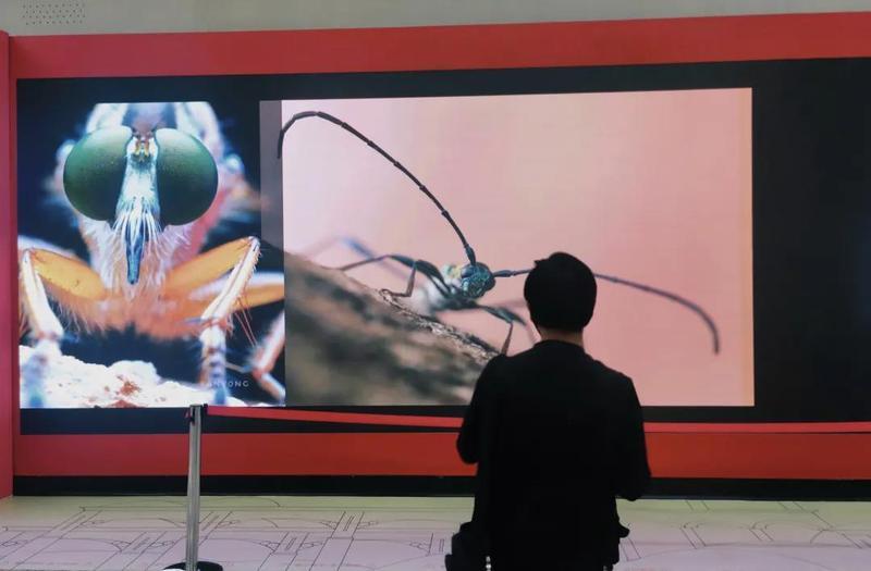 云师大老师在德宏首次拍摄到长颈象鼻虫（供图）