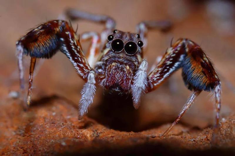 云师大老师在德宏首次拍摄到长颈象鼻虫（供图）