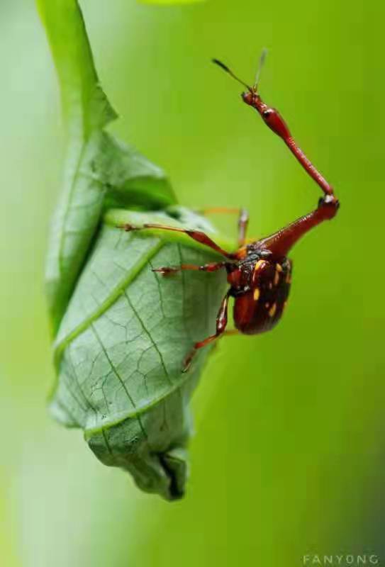 长脖子、红甲壳！在云南首次被拍！快来围观长颈象鼻虫~（供图）