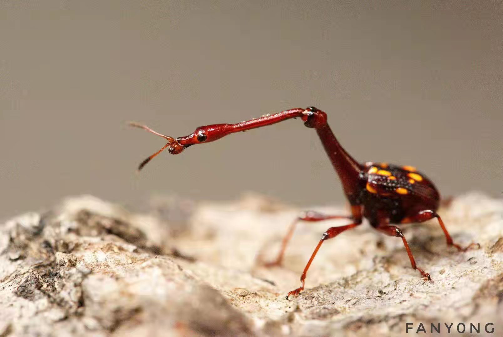 长脖子、红甲壳！在云南首次被拍！快来围观长颈象鼻虫~（供图）