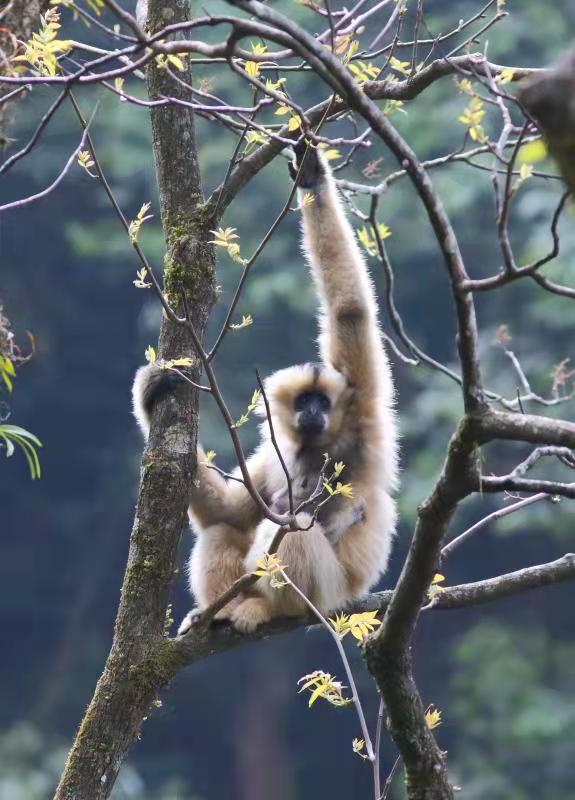 云南无量山西黑冠长臂猿共有107群，十年增加17群 (2).jpg