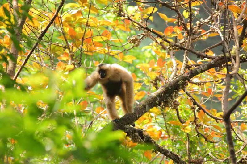 云南无量山西黑冠长臂猿共有107群，十年增加17群 (4).jpg