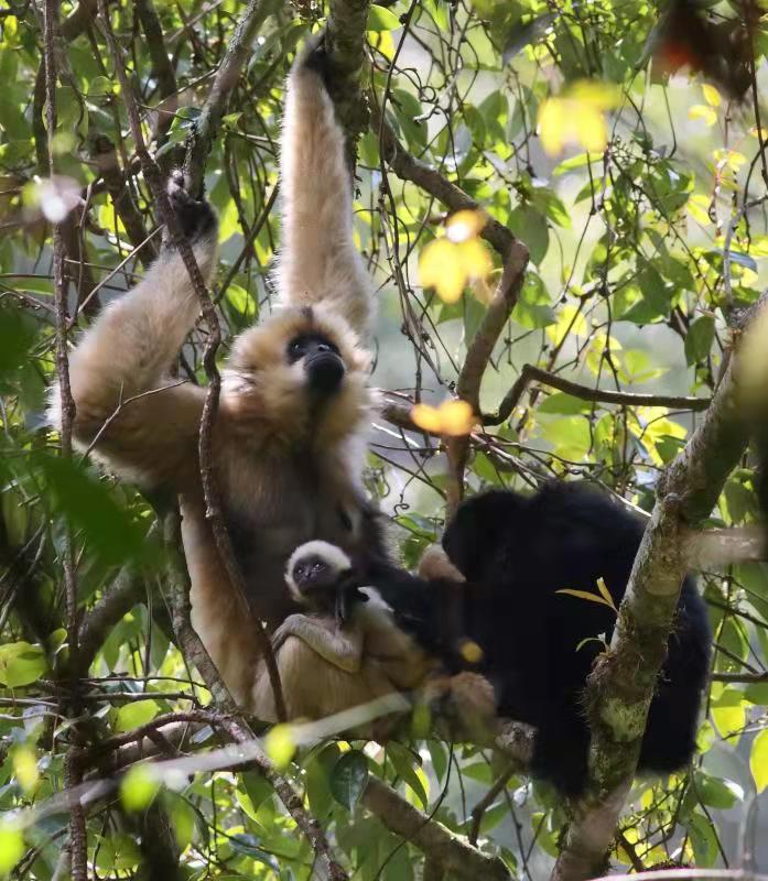云南无量山西黑冠长臂猿共有107群，十年增加17群 (1).jpg