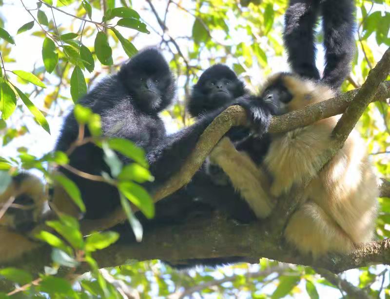 云南无量山西黑冠长臂猿共有107群，十年增加17群.jpg