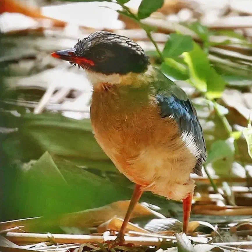 “鸟塘经济”兴起，西双版纳这个县成拍鸟摄影师打卡地！ 供图