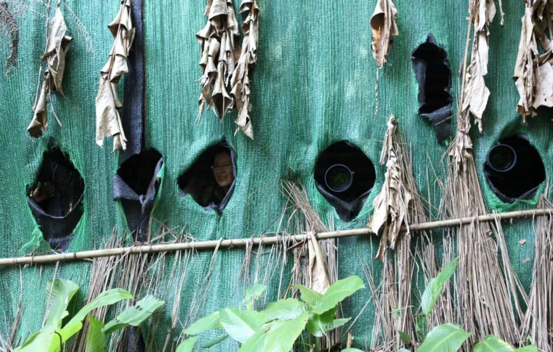 “鸟塘经济”兴起，西双版纳这个县成拍鸟摄影师打卡地！ 供图