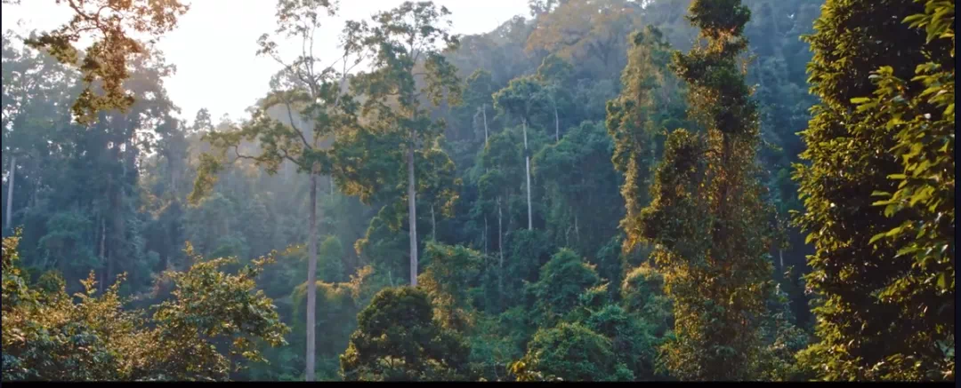 “鸟塘经济”兴起，西双版纳这个县成拍鸟摄影师打卡地！ 供图