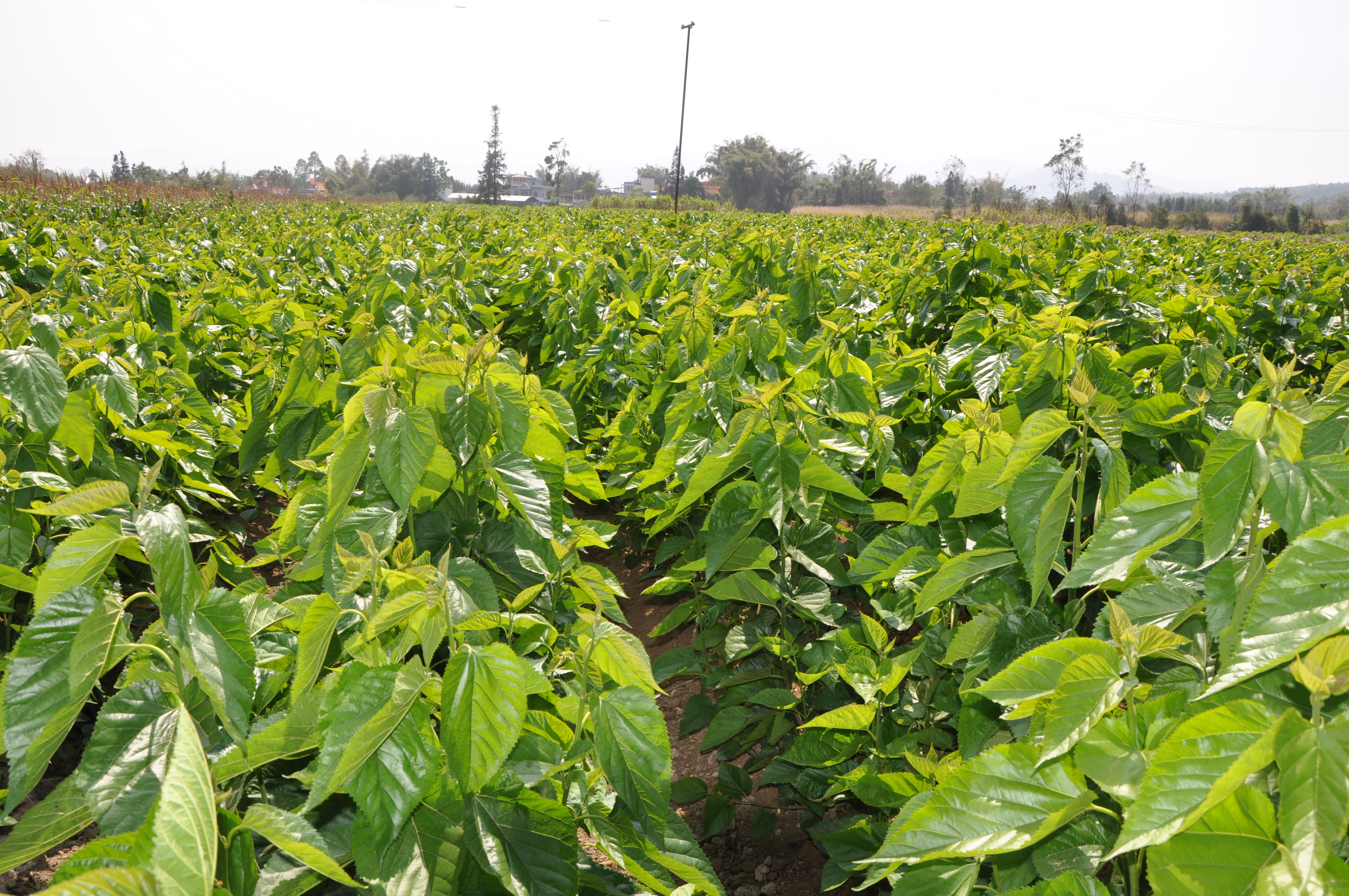 陇川县吕良村：千亩蚕桑 奏响边疆和谐曲2.jpg