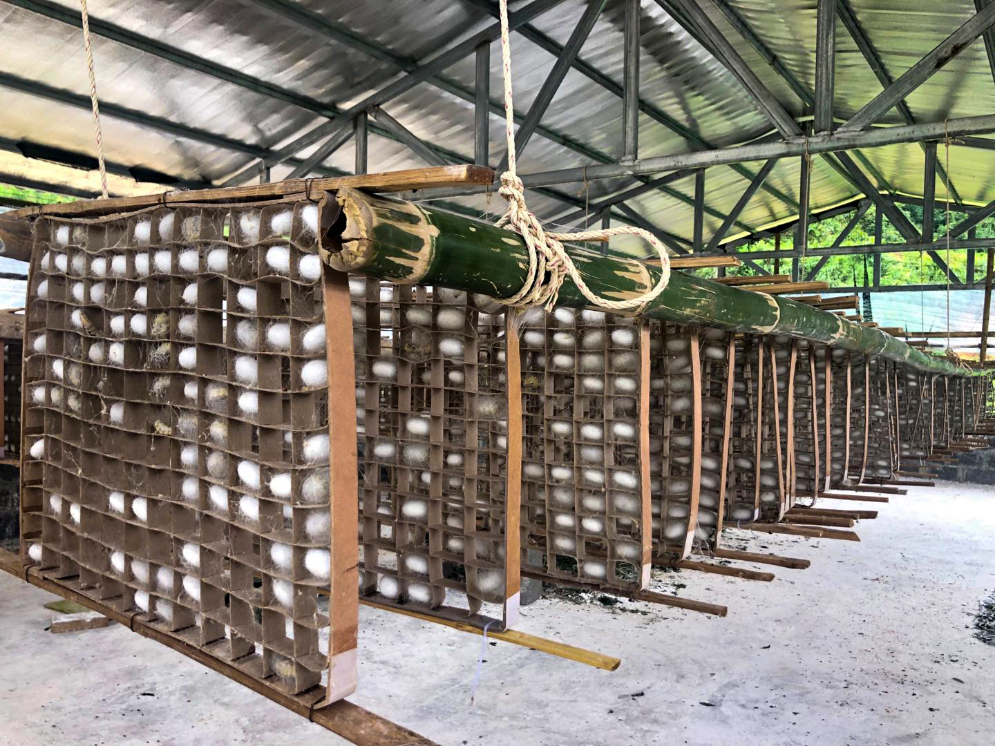 陇川县吕良村：千亩蚕桑 奏响边疆和谐曲1.jpg