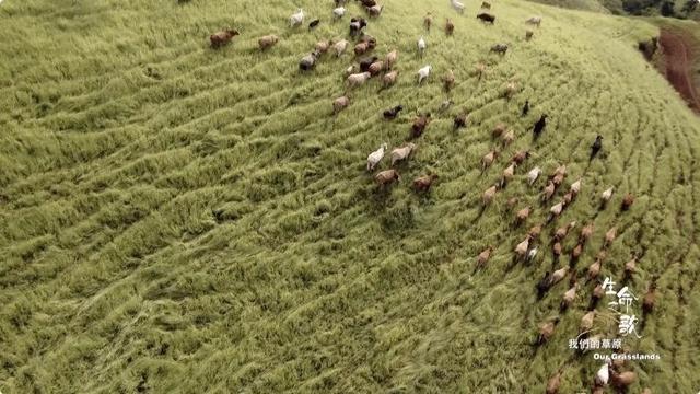 《生命之歌·我们的草原》完整版 让你身处那片绿色的海1.jpeg